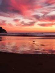 King of the Nine Pro