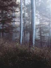 Saintly Gate Venerab