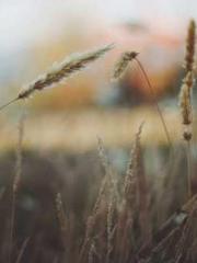 lt;lt;lt;The Peerles