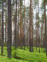 Omnipotent Mad Young