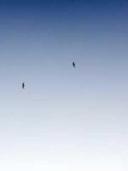 The Exclusive Daught